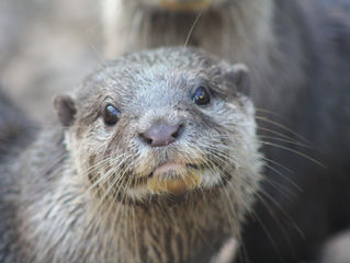 So...what next (especially for the Country.)