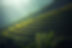 rice-plantation-1822444_960_720.jpg
