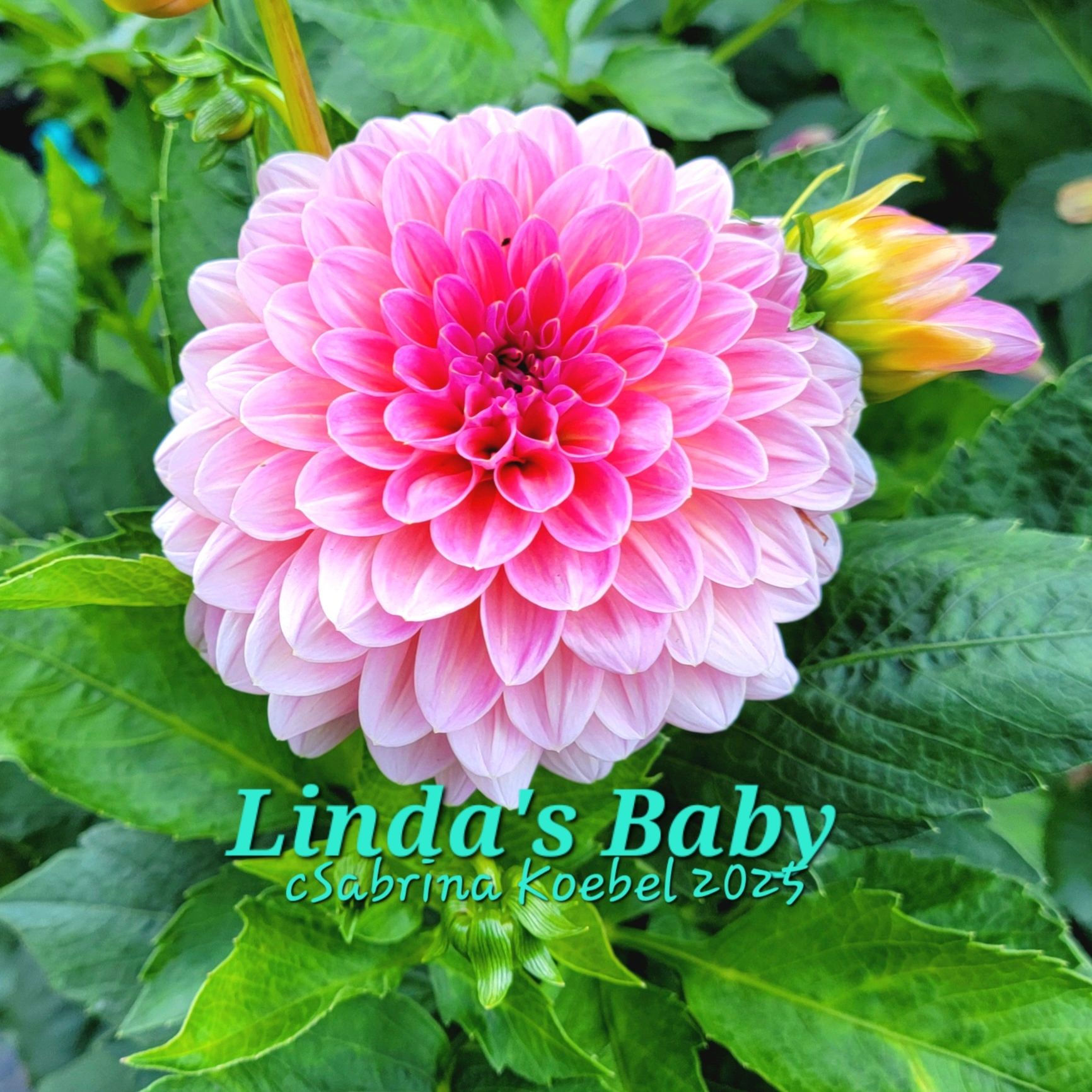 Linda's Baby
