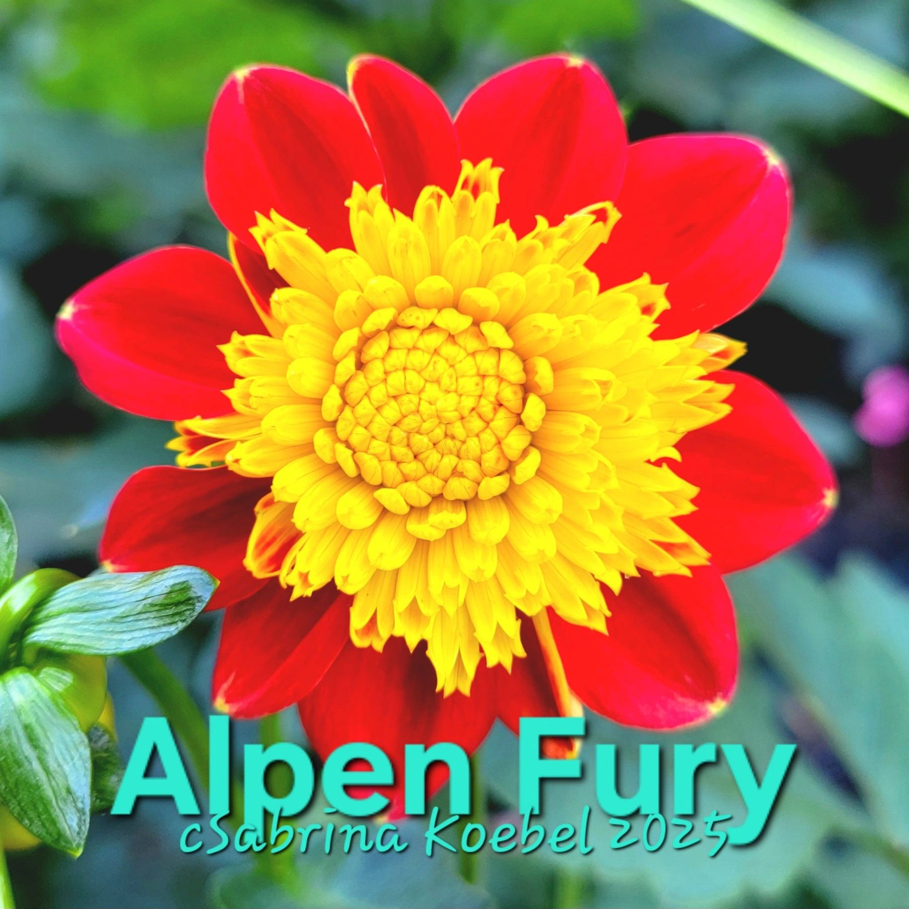 Alpen Fury