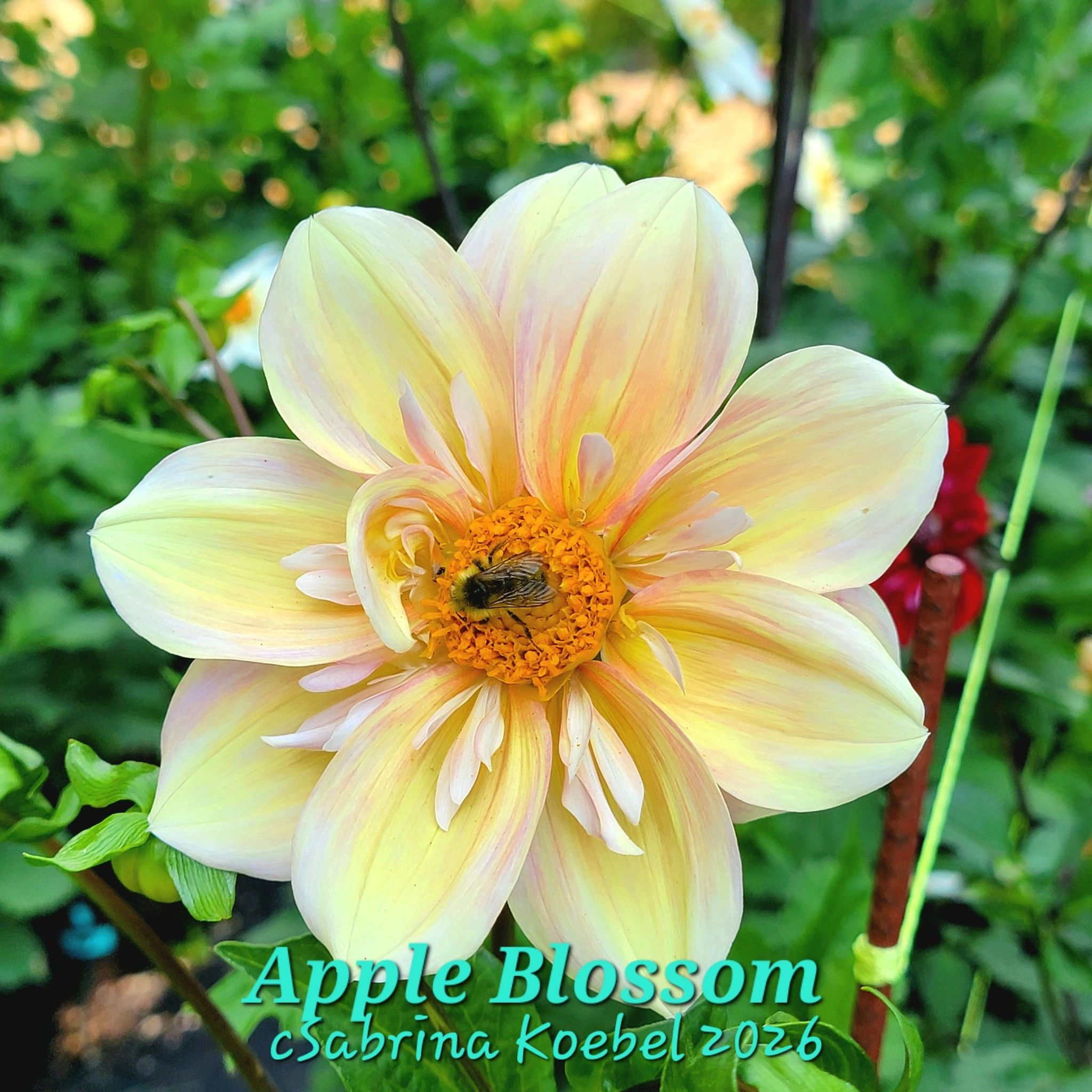 Apple Blossom