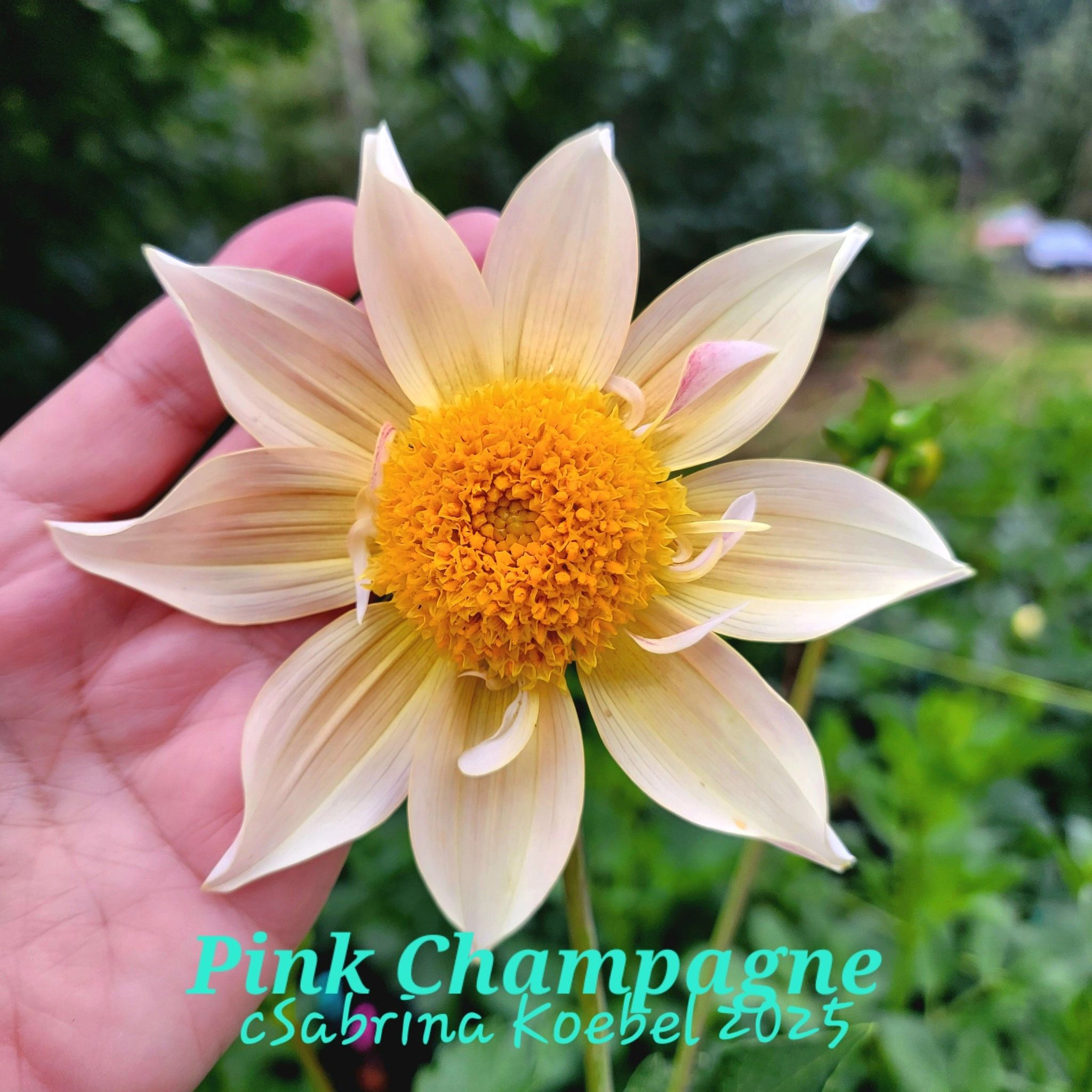 Mayberry's Pink Champagne