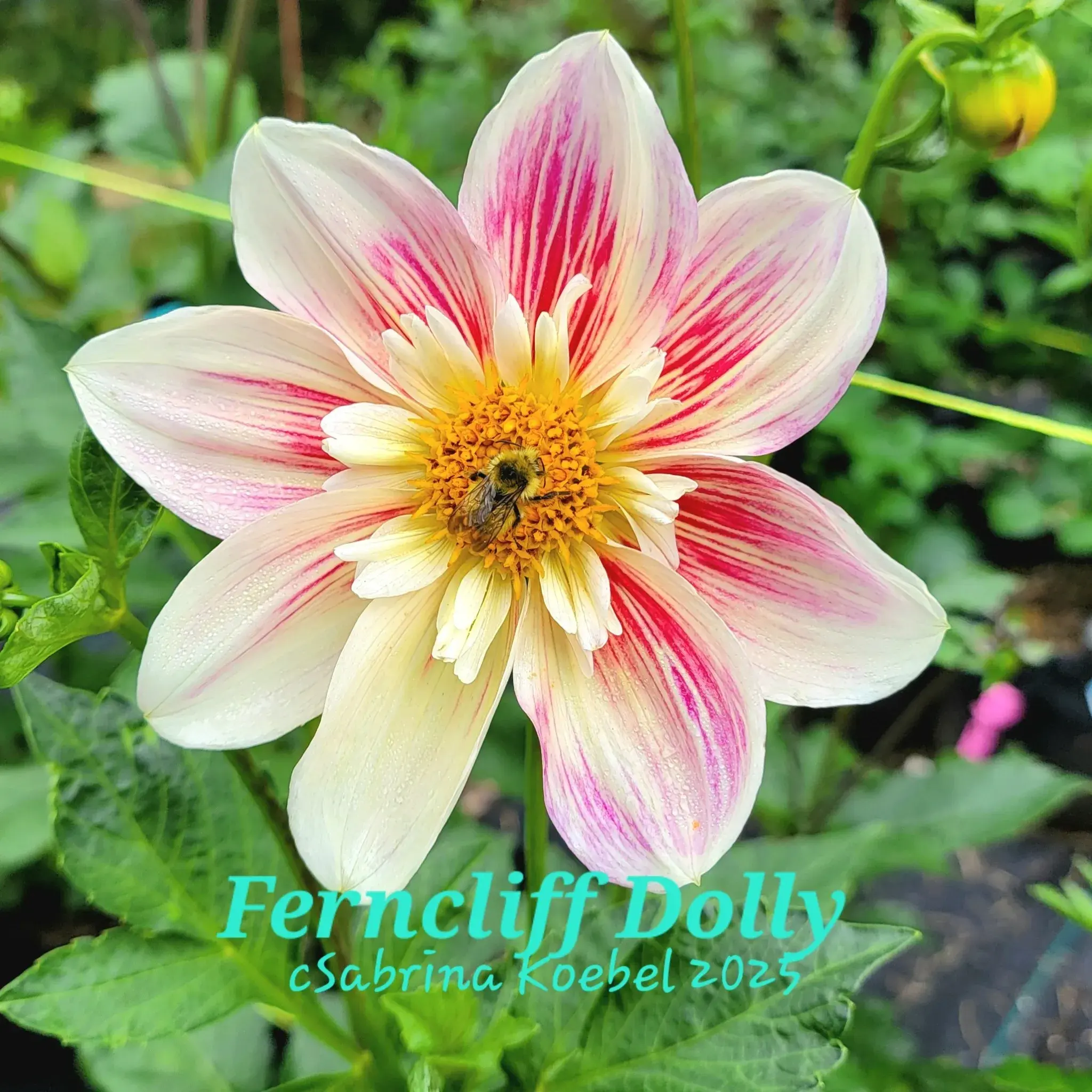 Ferncliff Dolly