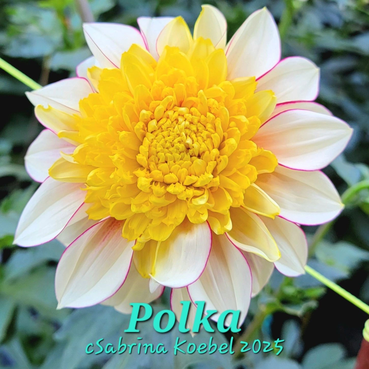 Polka