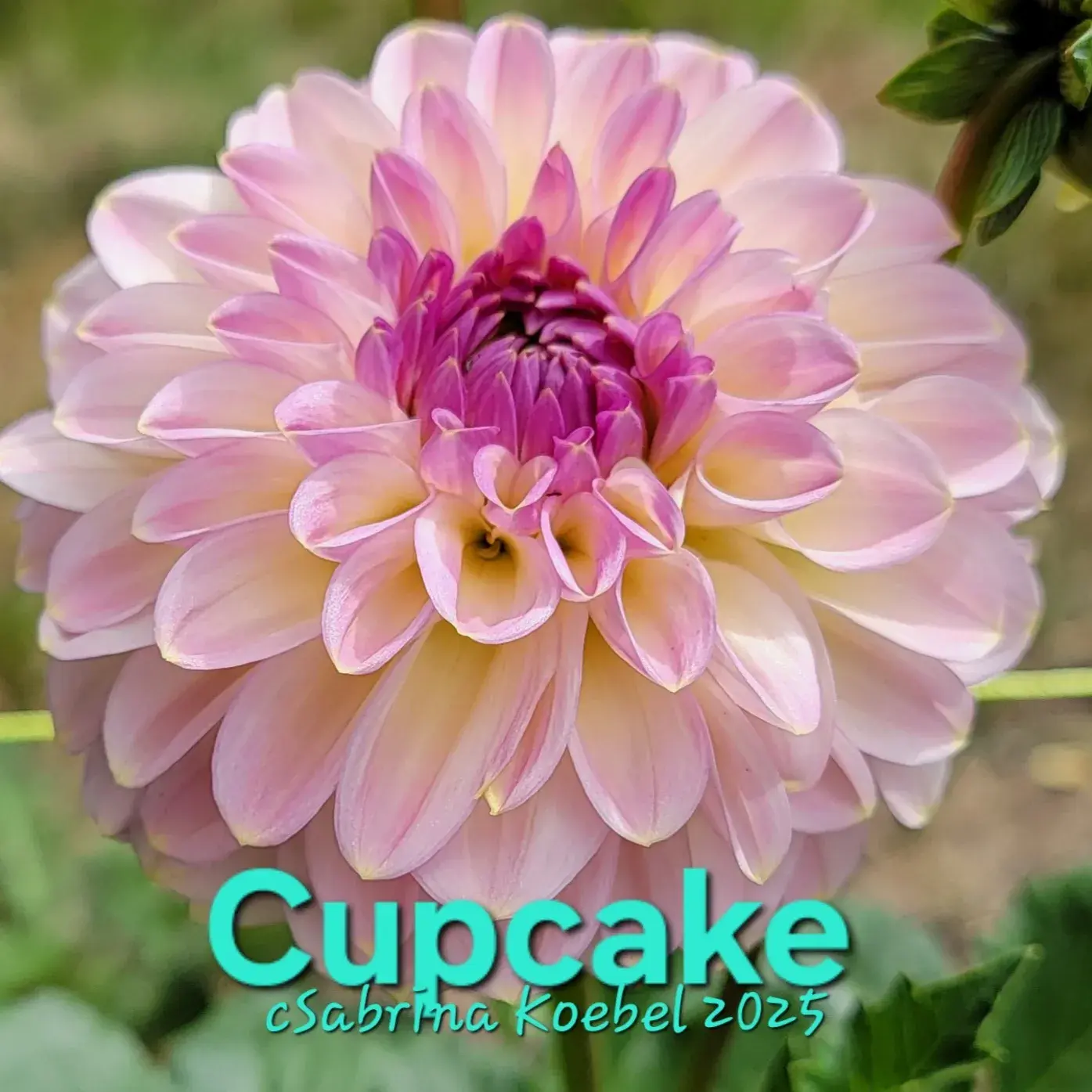 Cupcake