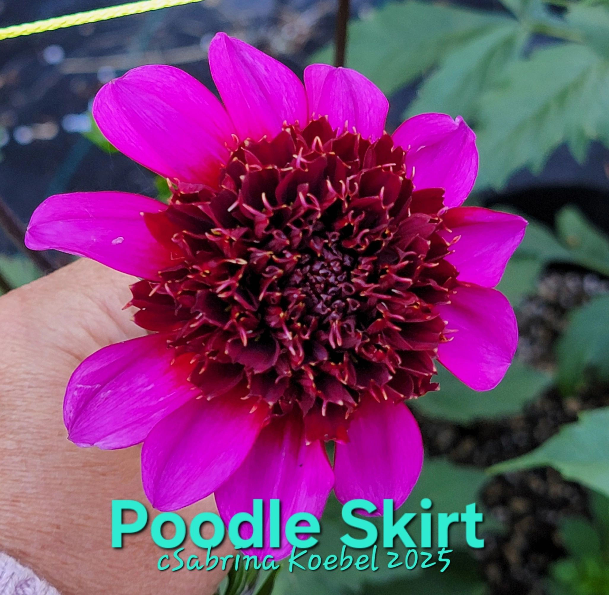 Poodle Skirt