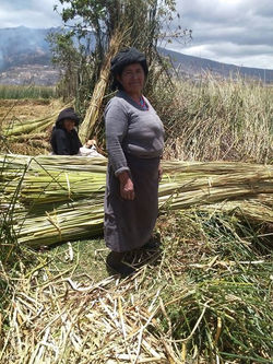 TRANSPORTANDO TOTORA