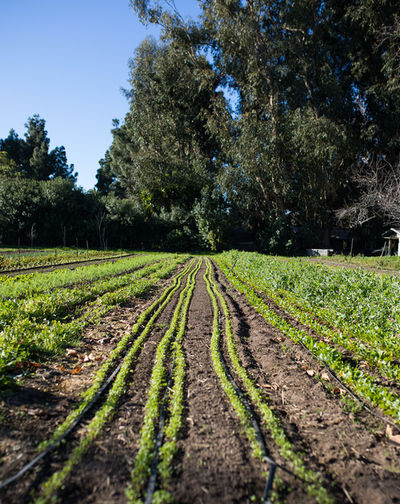 Thorne Family Farms (2 of 195)_websize.jpg