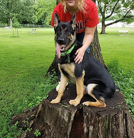german shepherd cavalier king charles spaniel labrador retrievers labradoodle cavachon Iowa puppies