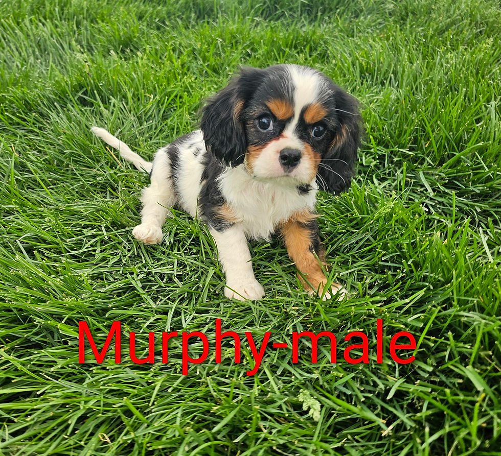 murphy11