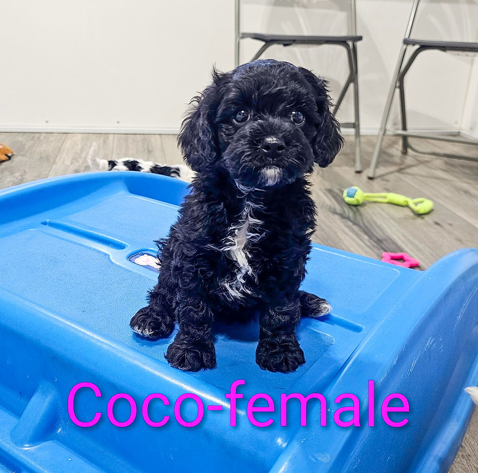 coco2