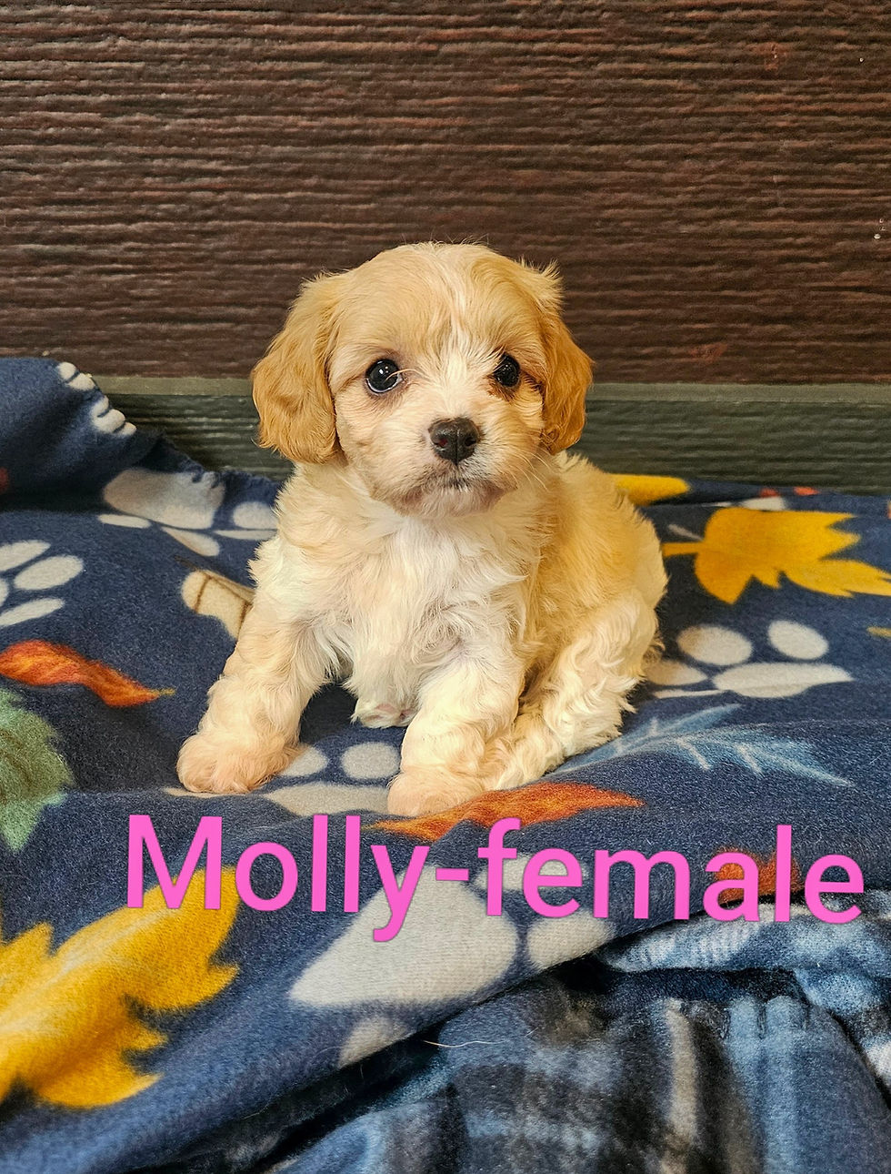 molly13