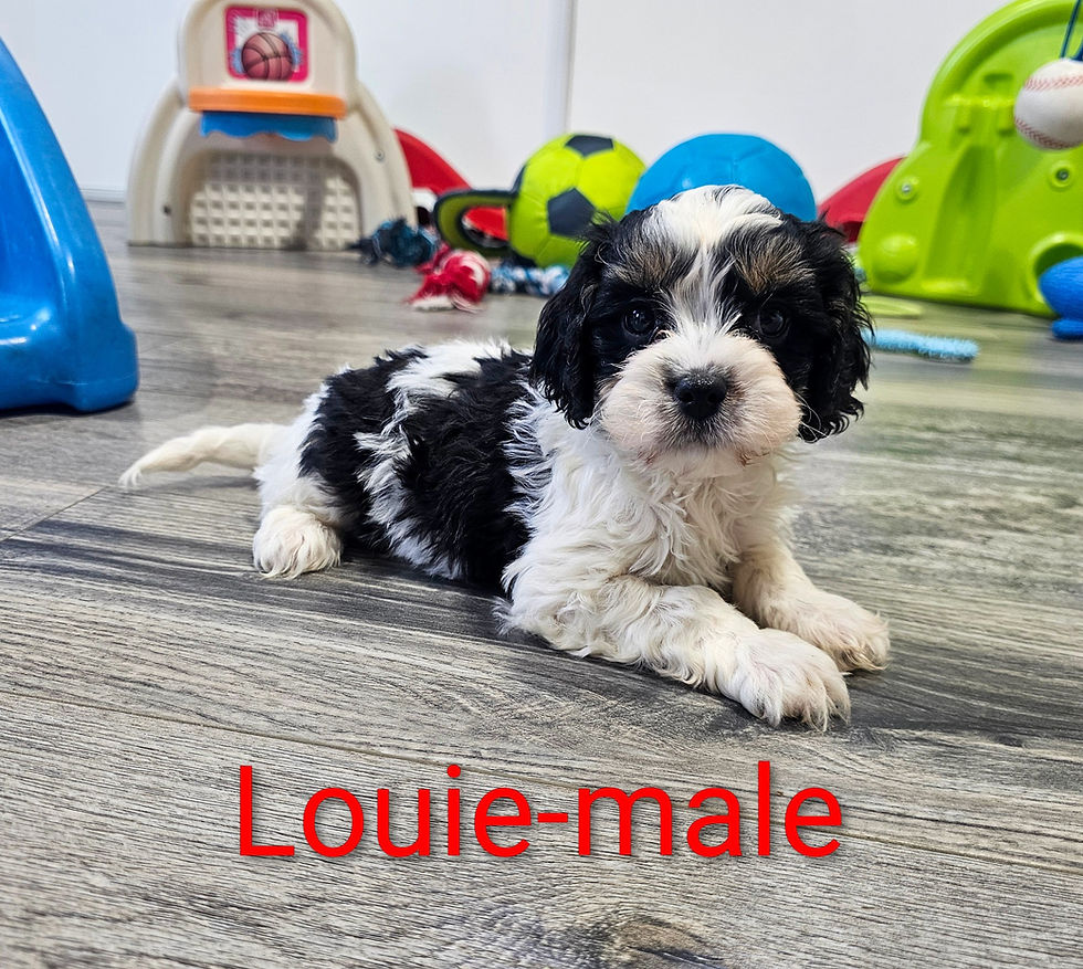 louie2
