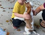 loving german shepherd cavalier king charles spaniel labrador retrievers cavachon cavapoo Iowa puppies for sale Shihpoo shichon teddy bear shorkie