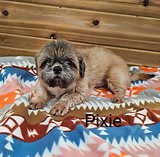 pixieadult.jpg