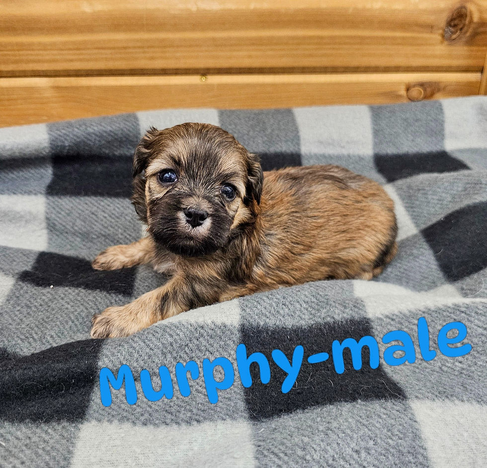 murphy15