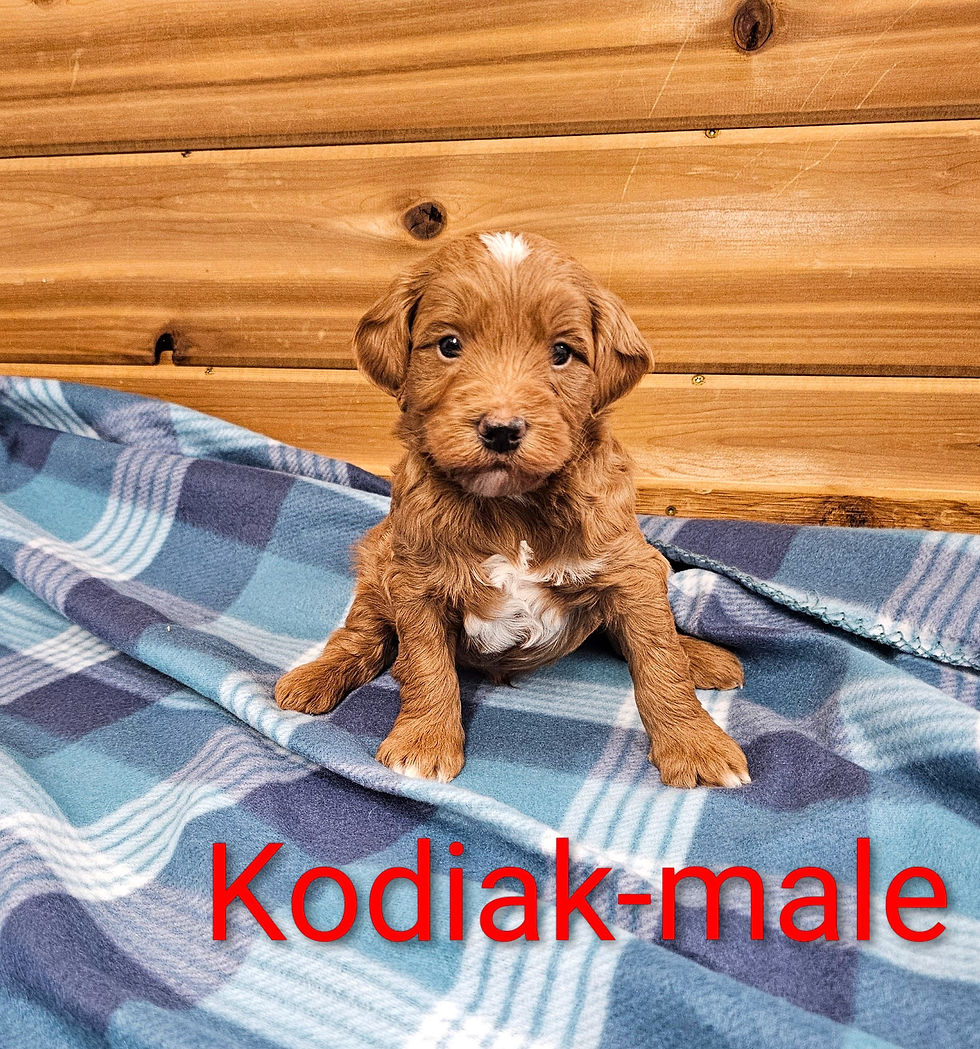 kodiak1