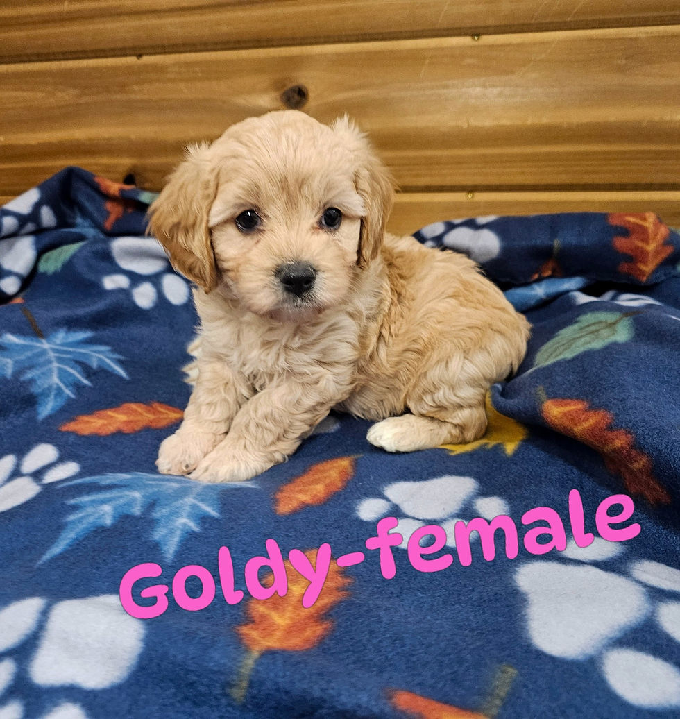 Goldy1