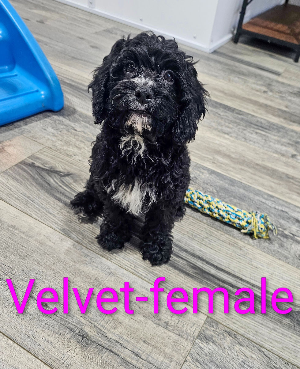 velvet4