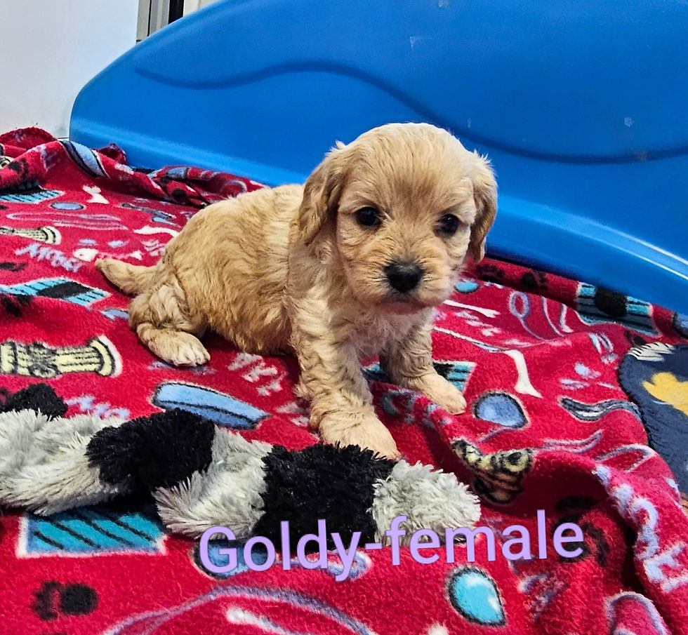 goldy