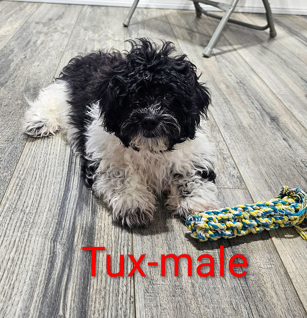 tux4