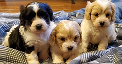 german shepherd Shih Tzu cavalier king charles spaniel labrador retrievers cavachon cavapoo Iowa puppies for sale Shihpoo shichon teddy bear shorkie Mini goldendoodle