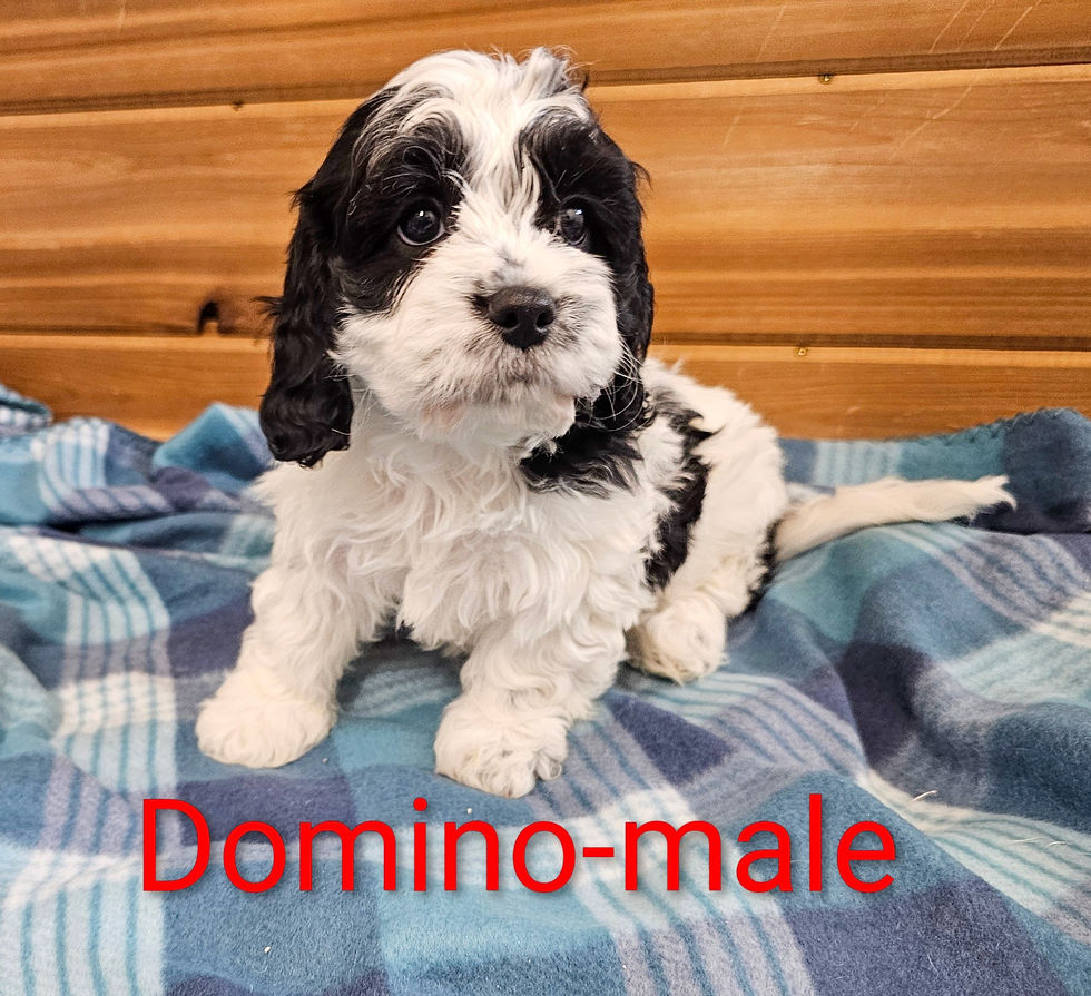 DOMINO2
