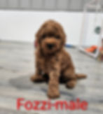 fozzi2
