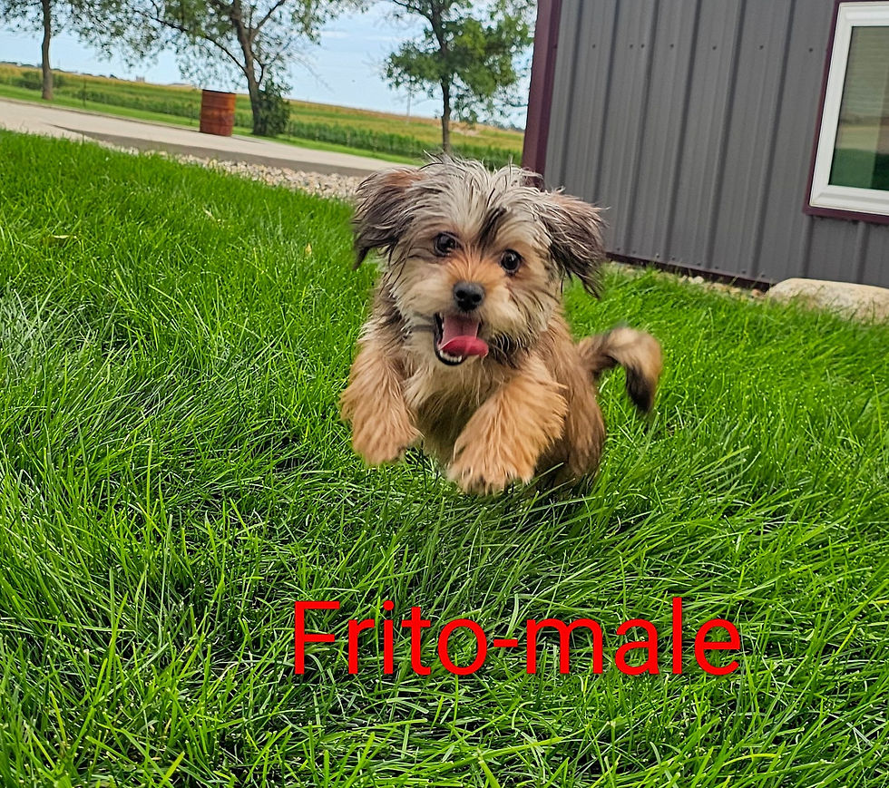 FRITO11