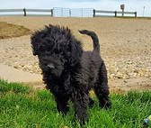 loving german shepherd cavalier king charles spaniel labrador retrievers cavachon cavapoo Iowa puppies for sale Shihpoo shichon teddy bear shorkie