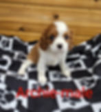 archie1