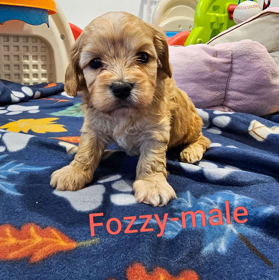 fozzy