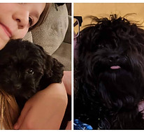 loving german shepherd cavalier king charles spaniel labrador retrievers cavachon cavapoo Iowa puppies for sale Shihpoo shichon teddy bear shorkie
