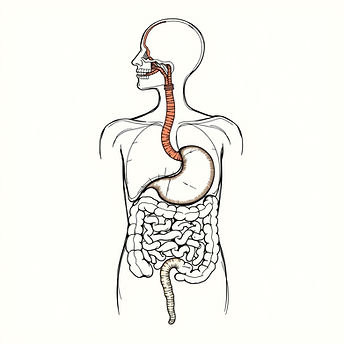 digestive system.jpg