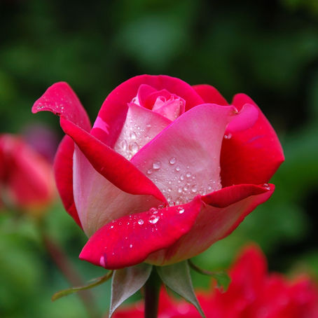 Flower Essences