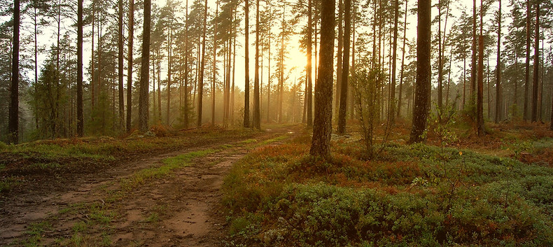 Sunset in the Woods