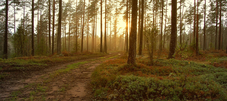 Sunset in the Woods