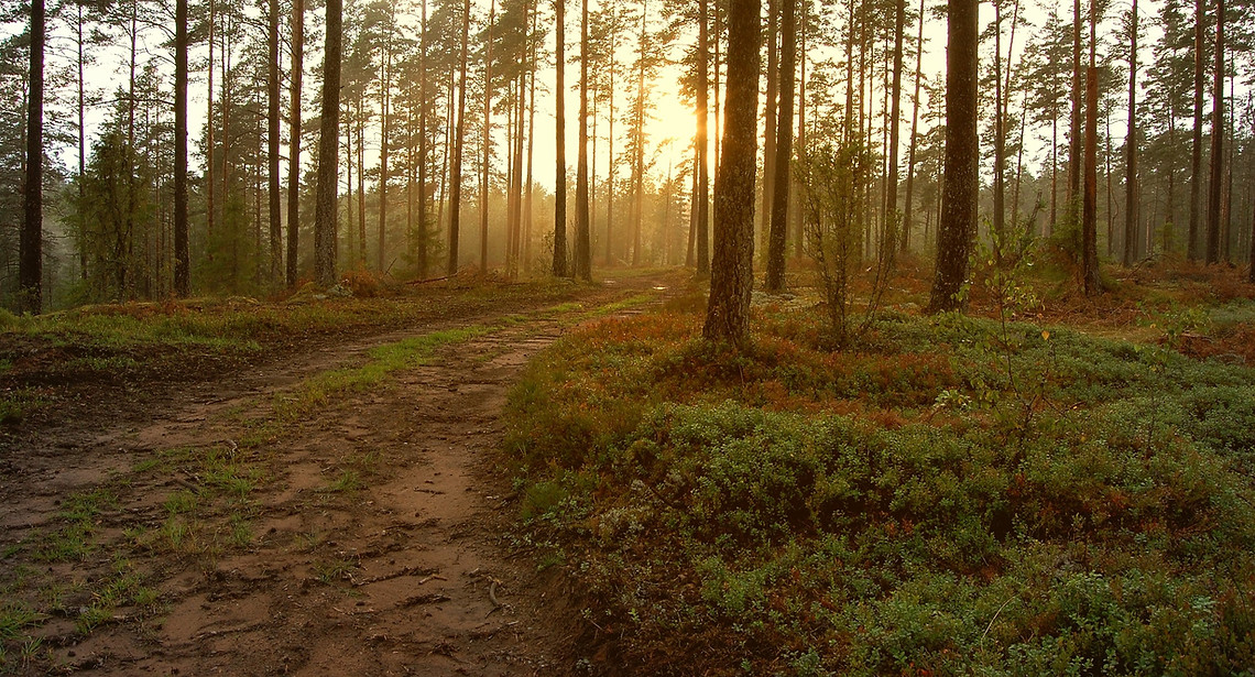 Sunset in the Woods