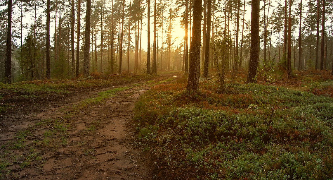 Sunset in the Woods