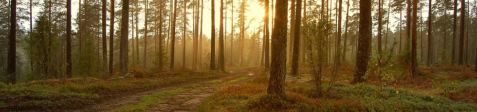 Sunset in the Woods