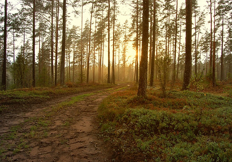 Sunset in the Woods