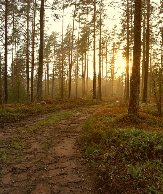 Sunset in the Woods