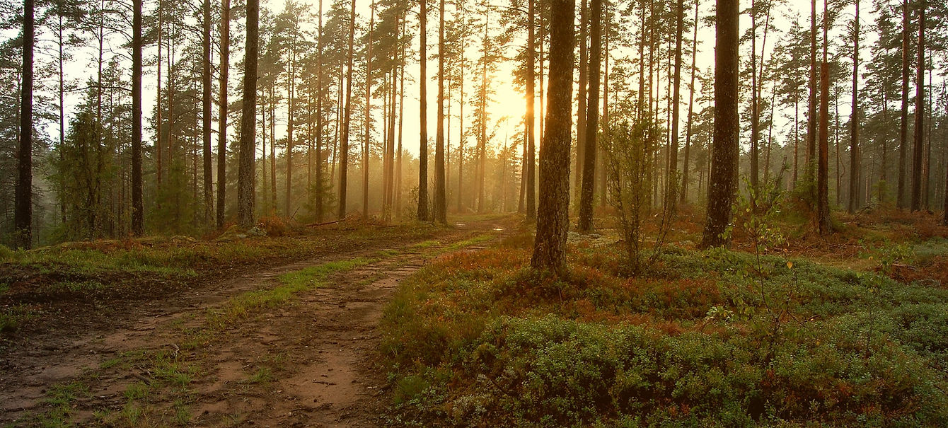 Sunset in the Woods