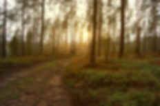 A path in a forest with a sunrise