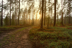 Sunset in the Woods