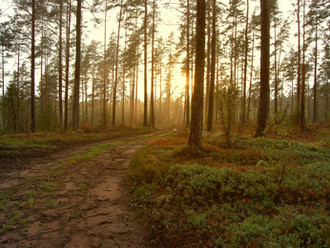 10 Tips Before Walking in the Woods