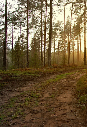 Sonnenuntergang in den Wald