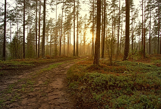 Sunset in the Woods