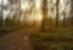 Sonnenuntergang in den Wald