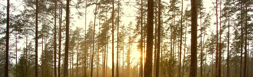 Sunset in the Woods